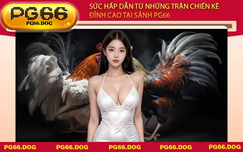 Sức hấp dẫn từ những trận chiến kê đỉnh cao tại sảnh PG66