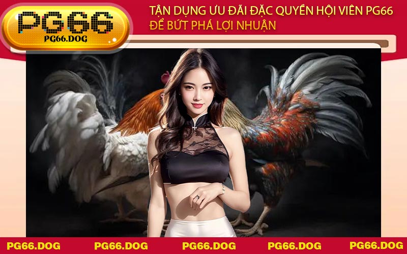 Tận dụng ưu đãi đặc quyền hội viên PG66 để bứt phá lợi nhuận